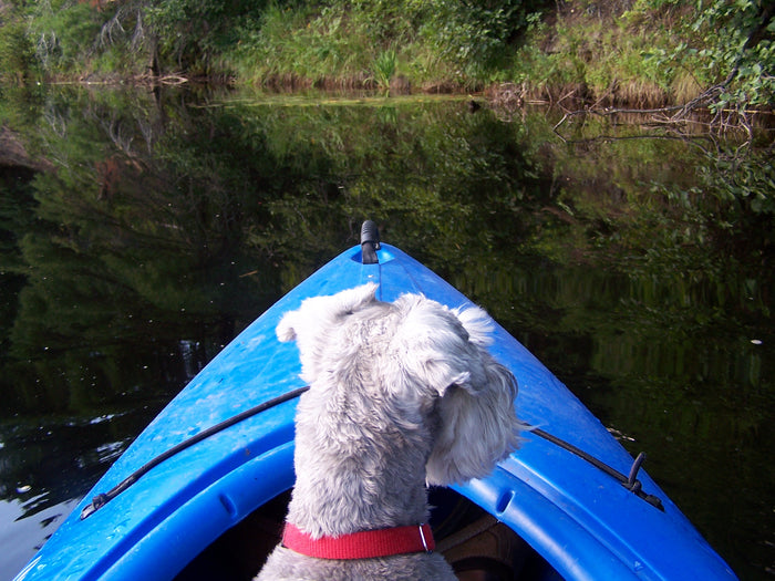 Supporting a Dog with Cancer: Creating a Comfortable, Supportive Environment for Your Pet During Their Cancer Journey