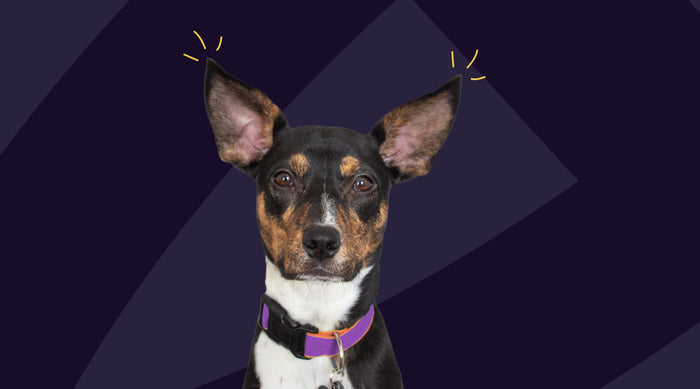 Dog Breeds Most Prone to Cancer