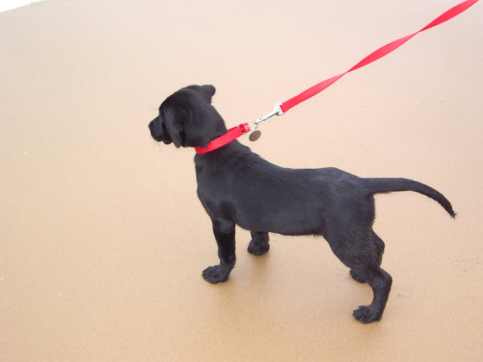 The Benefits of Rehabilitation and Physical Therapy for Dogs with Cancer: How Physical Therapy Can Improve Mobility, Strength, and Overall Quality of Life for Dogs Undergoing Cancer Treatment