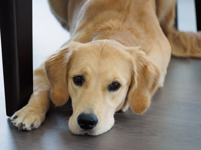 Canine Melanoma: A Comprehensive Overview & Current Treatment Options