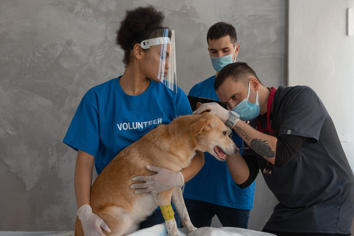 Canine First Aid: Essential Tips for Handling Emergencies