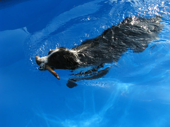 The Role of Exercise in Cancer Prevention and Recovery: How Physical Activity Supports Your Dog's Overall Health and Improves Quality of Life During and After Cancer Treatment
