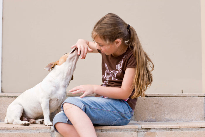 Palliative Care for Dogs with Cancer: An Overview of Comfort-Focused Care Options for Dogs Facing Advanced or Untreatable Cancer