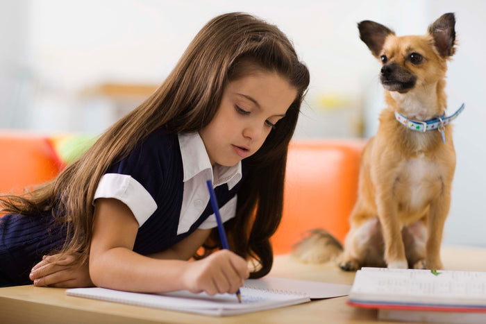 Debunking Common Myths about Canine Cancer: Dispelling Misconceptions and Providing Accurate Information to Help Pet Owners Better Understand Cancer in Dogs