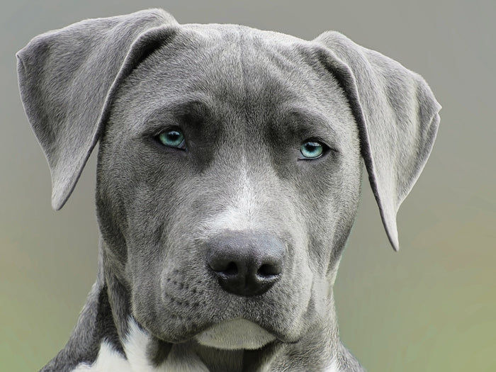 hemangiosarcoma in dogs