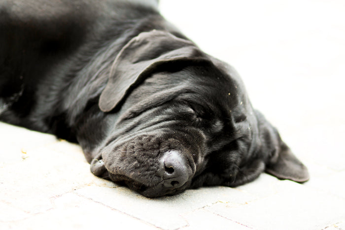 Unique Challenges and Considerations for Older Dogs