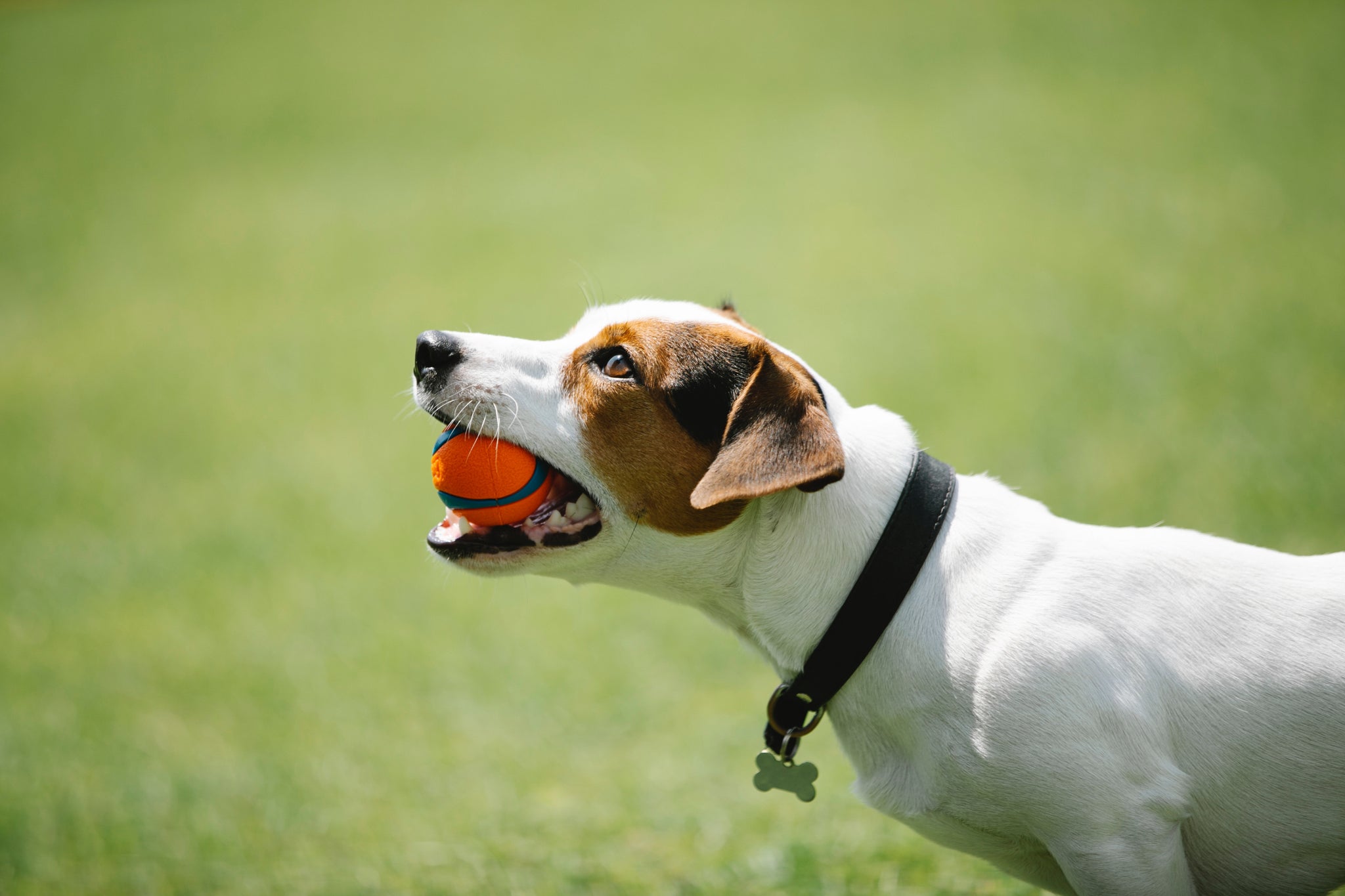 Canine Obesity: Prevention and Weight Management Strategies