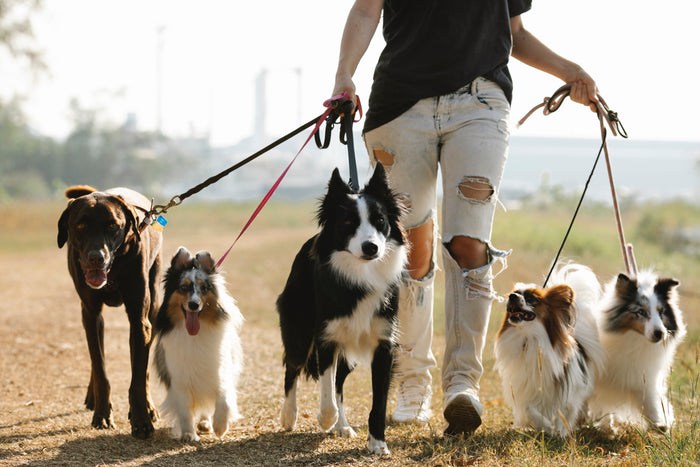 Top Health Concerns for Senior Dogs and How to Address Them