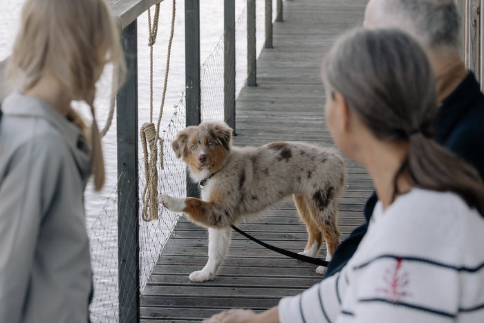 Aging Gracefully: Tips for Caring for Senior Dogs