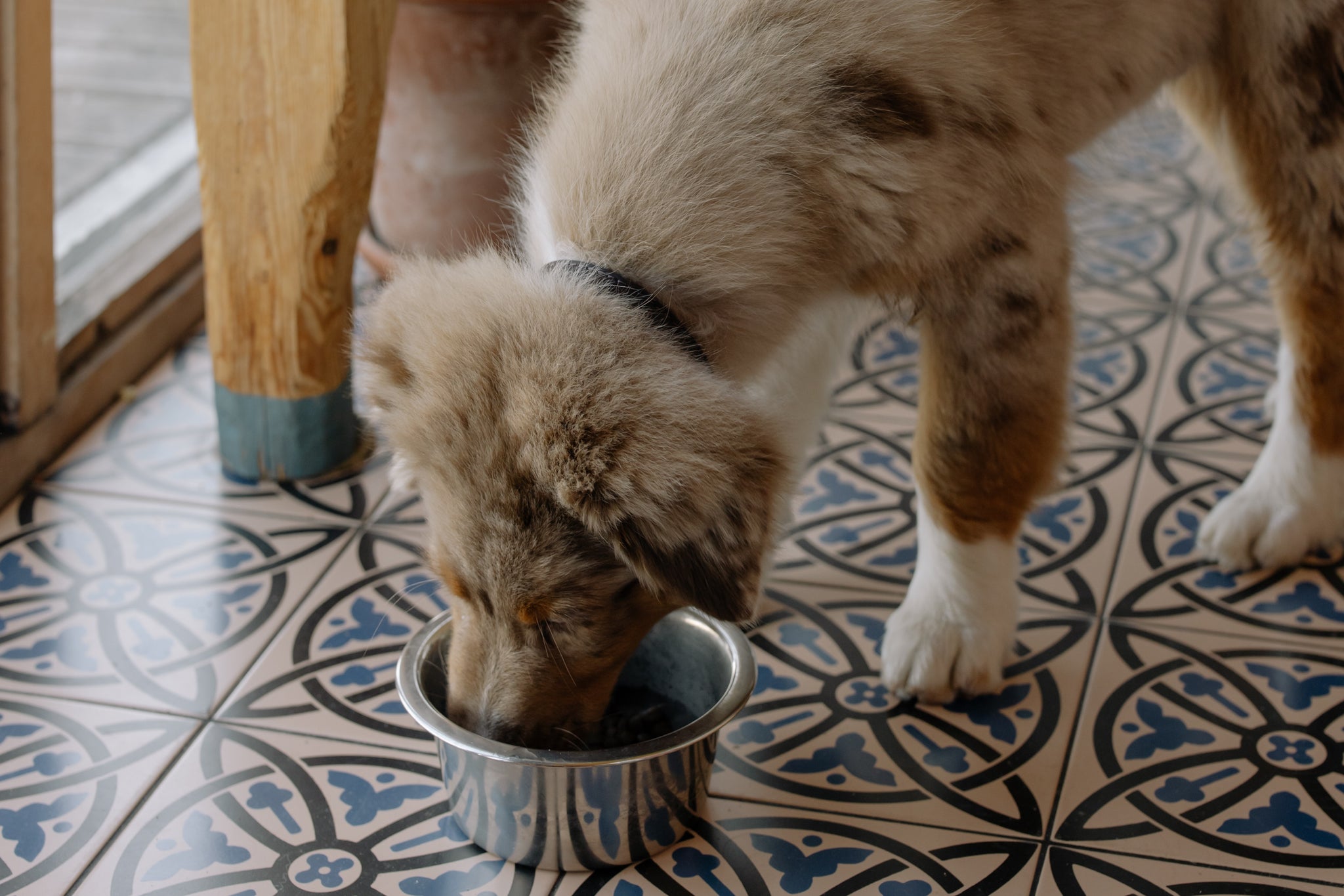 The Role of Supplements in Supporting Your Dog's Health
