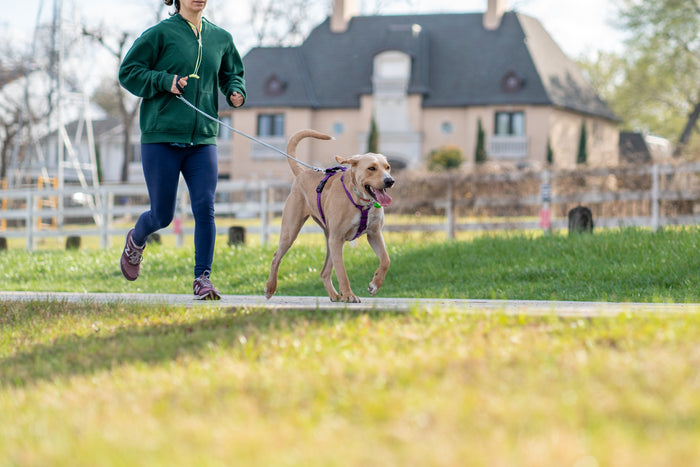Canine Fitness: Fun and Effective Exercise Ideas for Your Dog