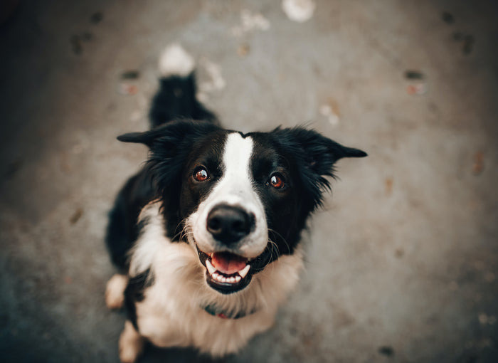 Caring for Your Aging Dog's Dental Health: Tips and Best Practices