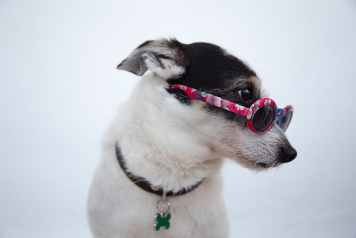 The Impact of Spaying and Neutering on Your Dog's Health and Behavior