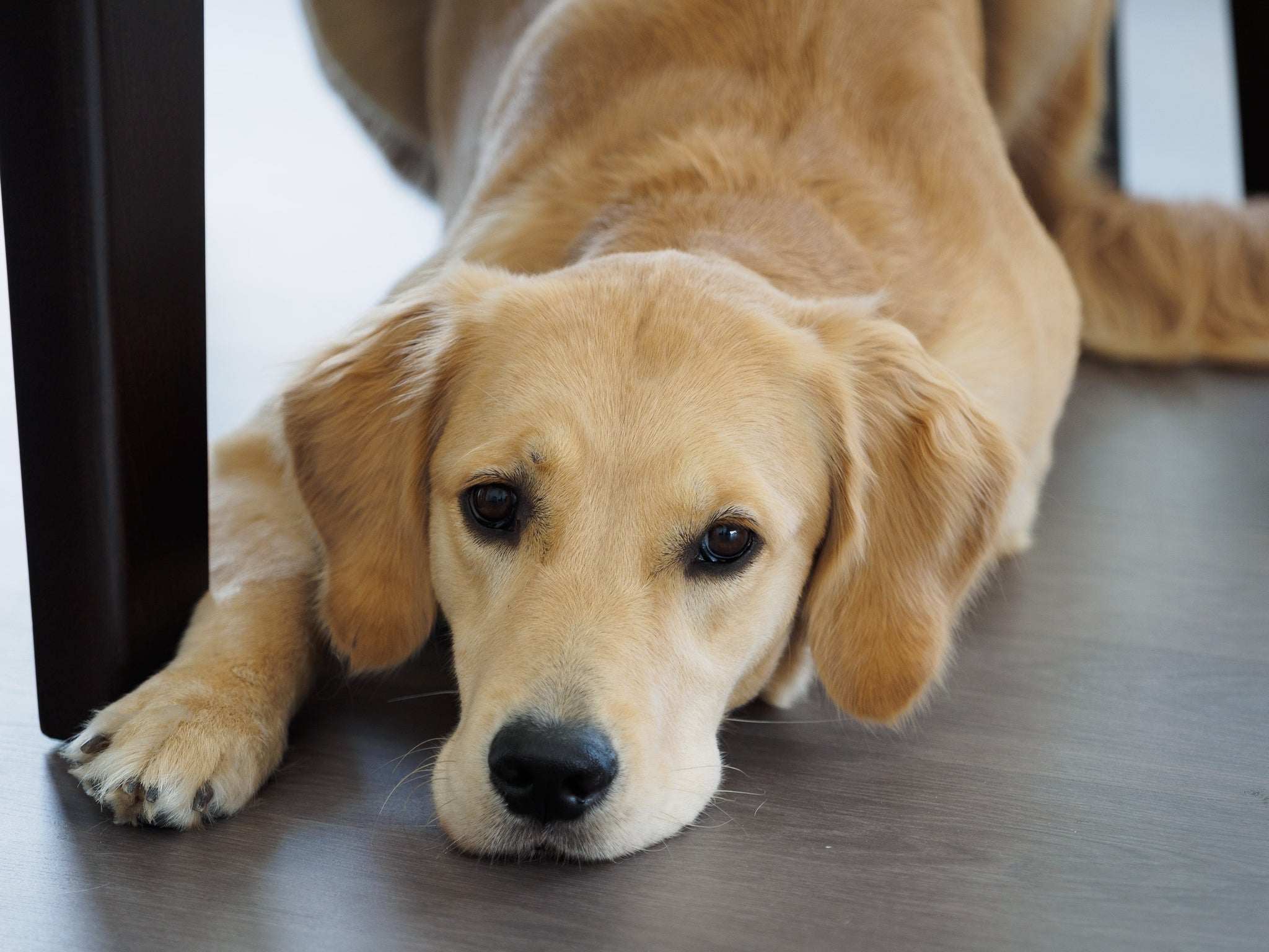 Canine Melanoma: A Comprehensive Overview & Current Treatment Options