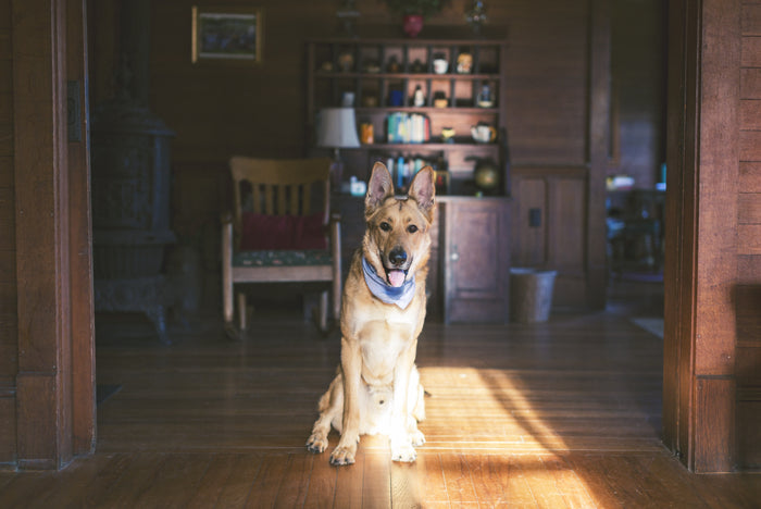 Dog-Friendly Home: Creating a Safe and Comfortable Environment for Your Pet