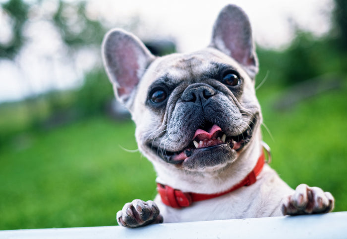 Recognizing and Responding to Canine Anxiety and Stress