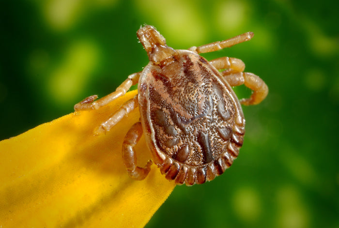 A Guide to Canine Parasites: Prevention and Treatment