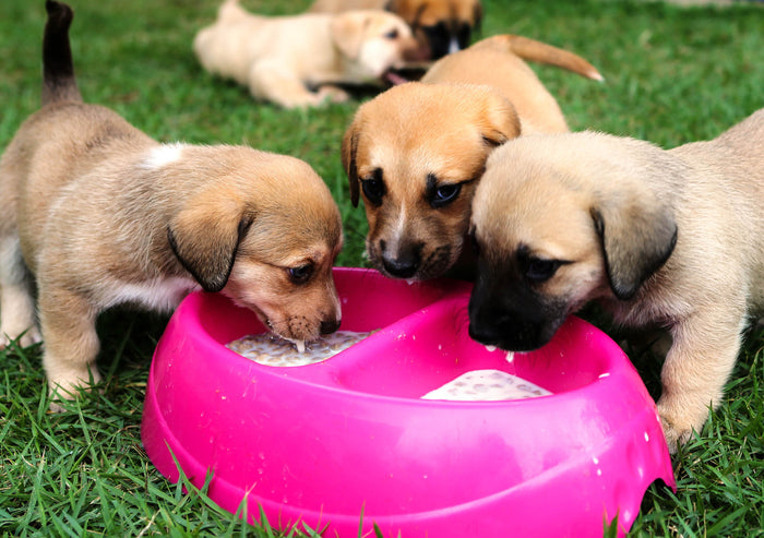 The Role of a Balanced Diet in Supporting Overall Health and Cancer Prevention in Dogs