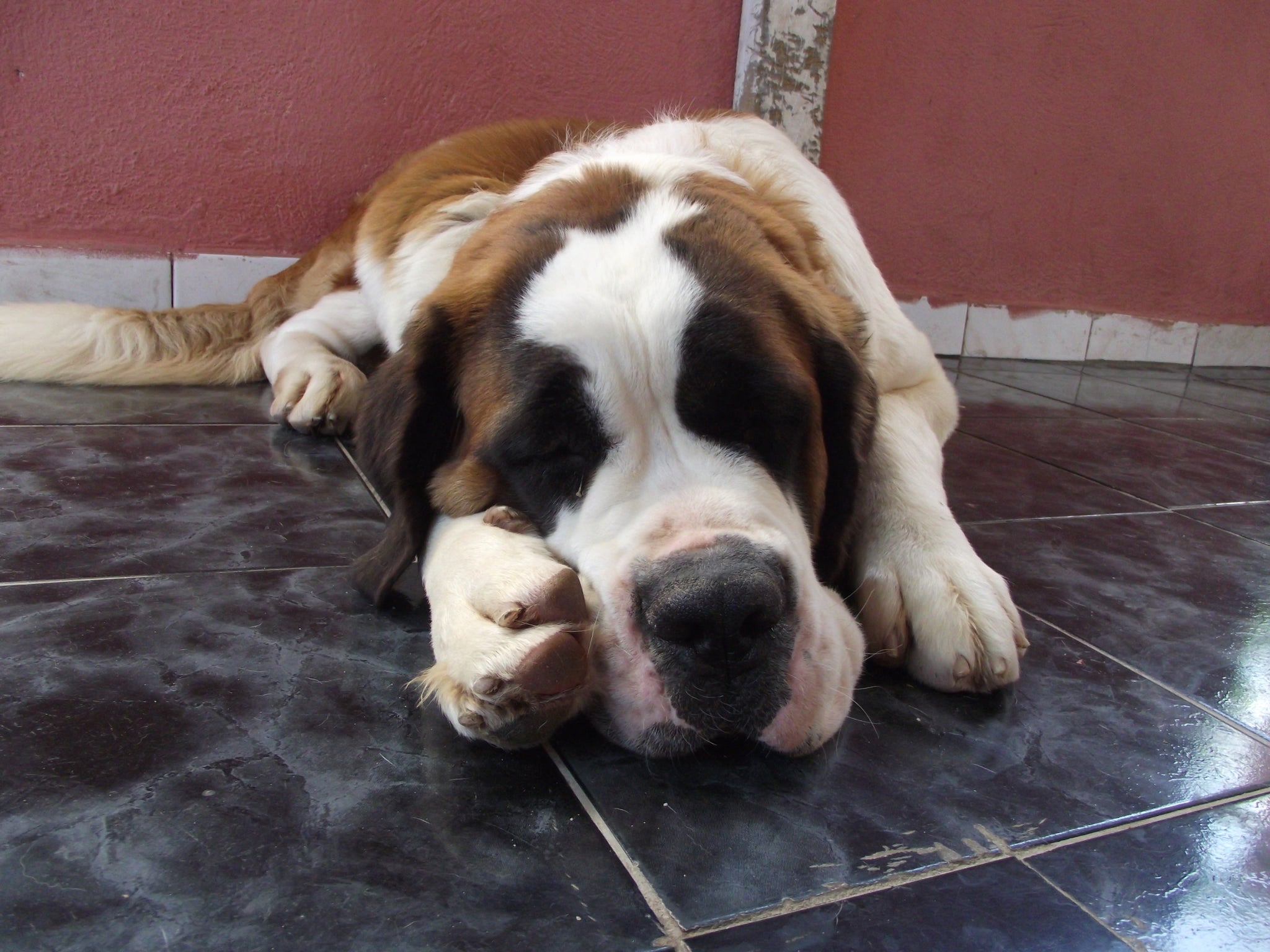 Complementary and Alternative Therapies: Enhancing Canine Cancer Treatment