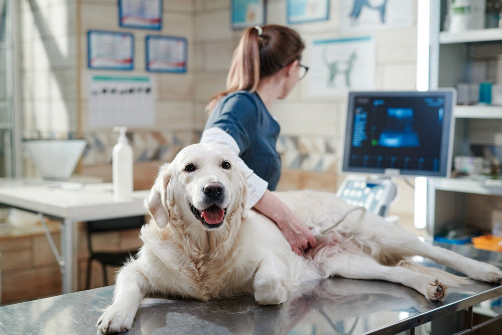 Abdominal ultrasound helps identify bladder tumors and stones.