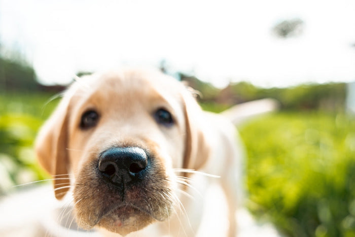 dog nose