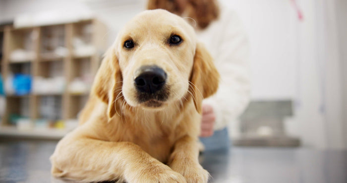golden retriever hemangiosarcoma in spleen