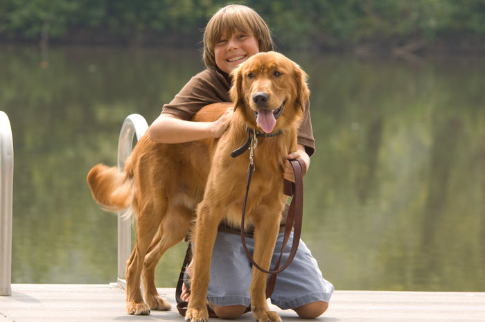The Role of Genetics in Canine Cancer: Understanding How Breed and Genetic Factors May Influence a Dog's Risk of Developing Cancer