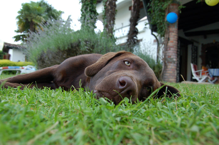 The Impact of Environmental Factors on Canine Cancer: Exploring the Potential Links Between Environmental Toxins, Pollutants, and the Development of Cancer in Dogs