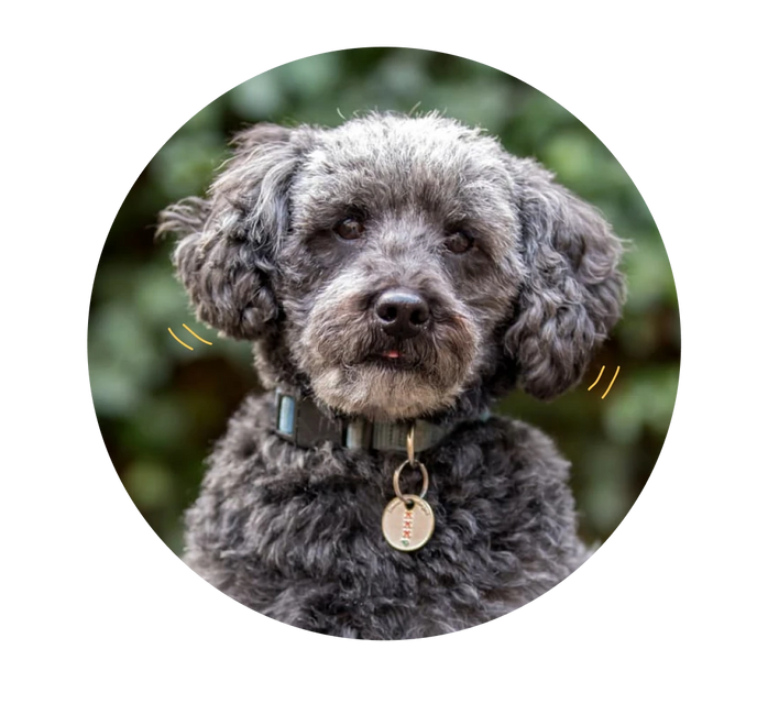 Cassie's Case Study | Oncotect Pet Cancer Screening Test