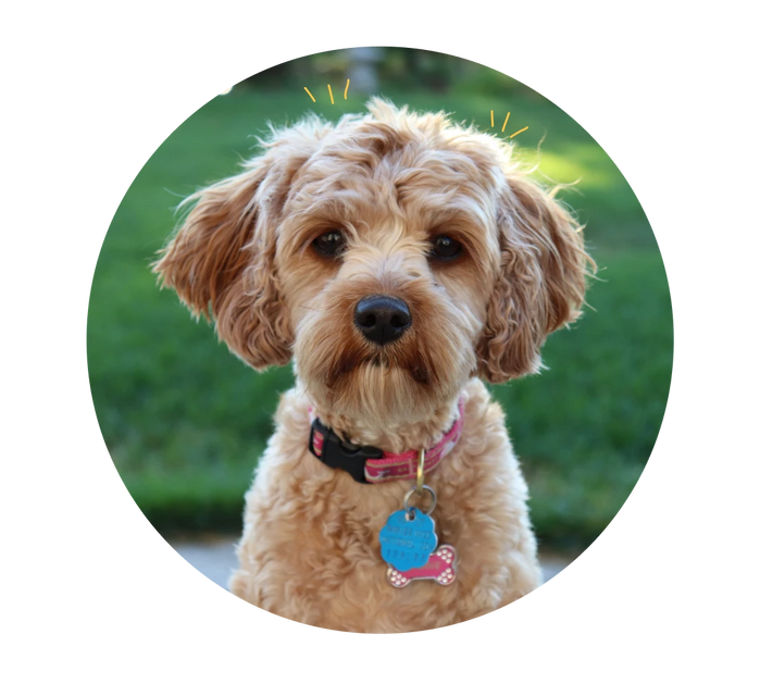 Lucy's Case Study | Oncotect Pet Cancer Screening Test