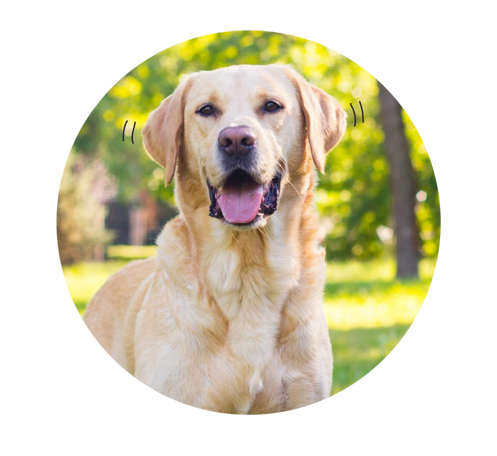 Wylie's Case Study | Oncotect Pet Cancer Screening Test