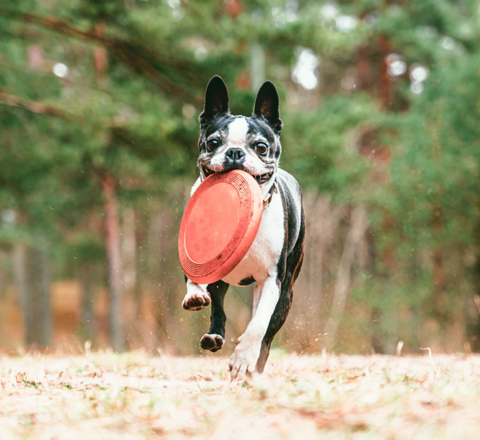 A boston terrier with an orange frisbee in its mouth running happily towards the camera.
