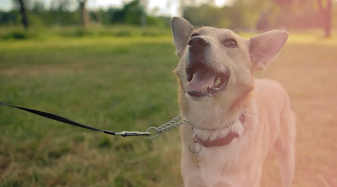 A dog is on a leash, looking happily up at it parent while at a park.